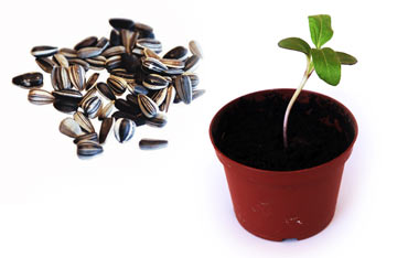 Från frö till hel planta – Arbetet