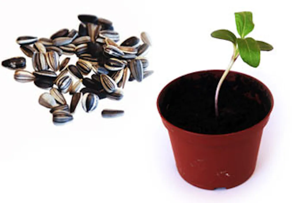 Från frö till hel planta – Arbetet