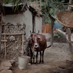 Bärplockare rekryterades från byn Kochra i västra Bangladesh.