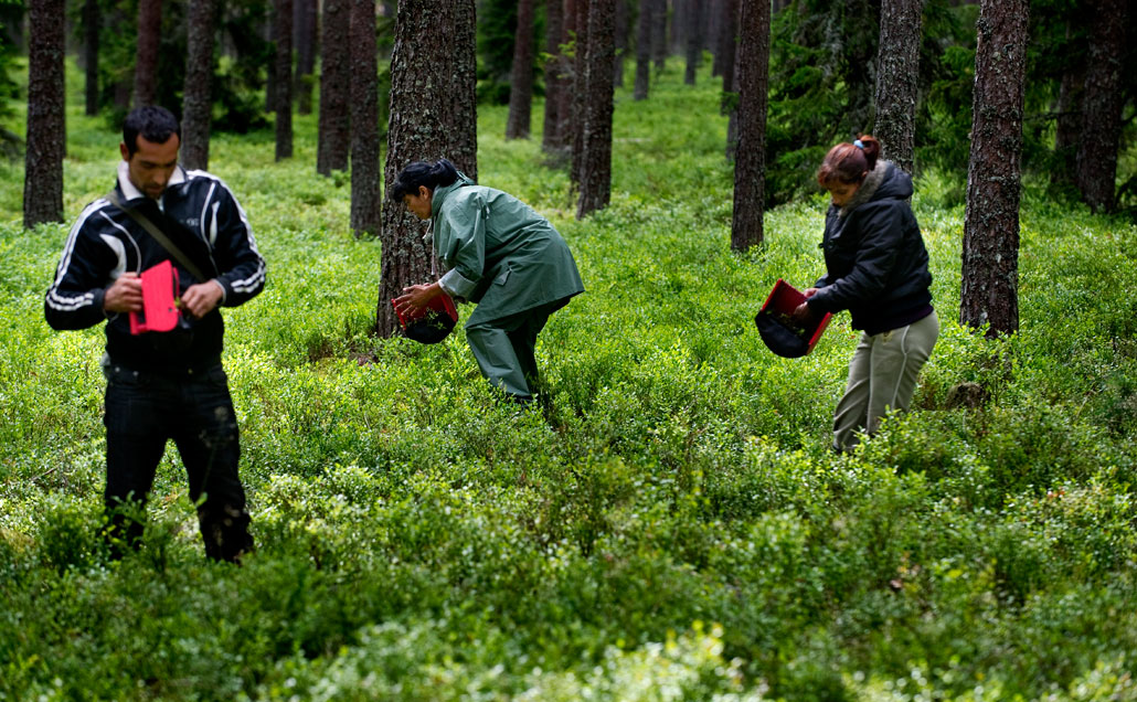 Bulgariska bärplockare i skogen strax söder om Mehedeby i Tierps kommun i norra Uppland. Oroliga bärplockare slog natten till torsdagen larm om att de blev trakasserade. Personer som bor i trakten ska ha kommit dit och kastat både glåpord och stenar.