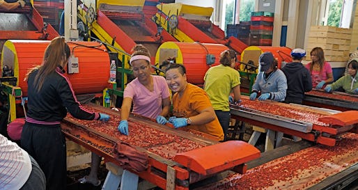 I hallen går fläktarna från bärrensningsmaskinerna på högvarv. I kväll blir det övertid för runt 15 personer som rensar och lastar lingon i Blommor och bärs lokaler i ett industriområde i Söderhamn. På gården utanför väntar ett tiotal lastbilar på att forsla bären till Norge och Italien.