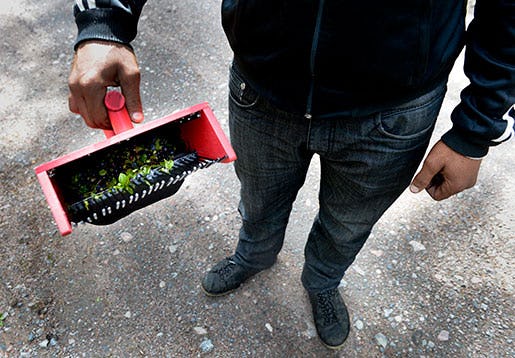 Plockmaskin eller pappersmugg – det är skillnad anser de bulgariska bärplockarna som vägrade tigga. Foto: Pontus Lundahl