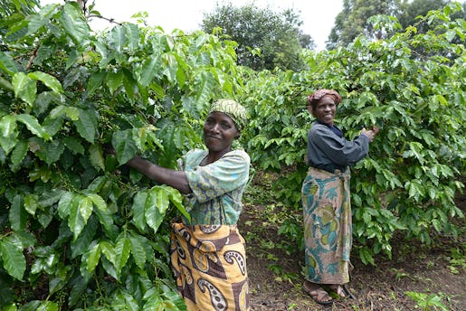 Justina och Taines Mwanalubusya var gifta med samma man. När han dog ärvde de gården där de försörjer sig på odling av kaffe, bananer och majs. Foto: Petter Bolme (klicka på bilden för att se den större)