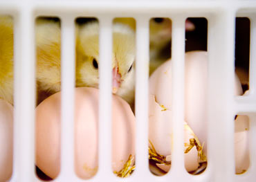 Kycklingarna börjar sina liv i backar staplade ovanpå varandra.