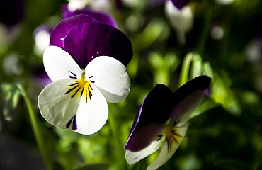 Violen är både färgglad och frosttålig.