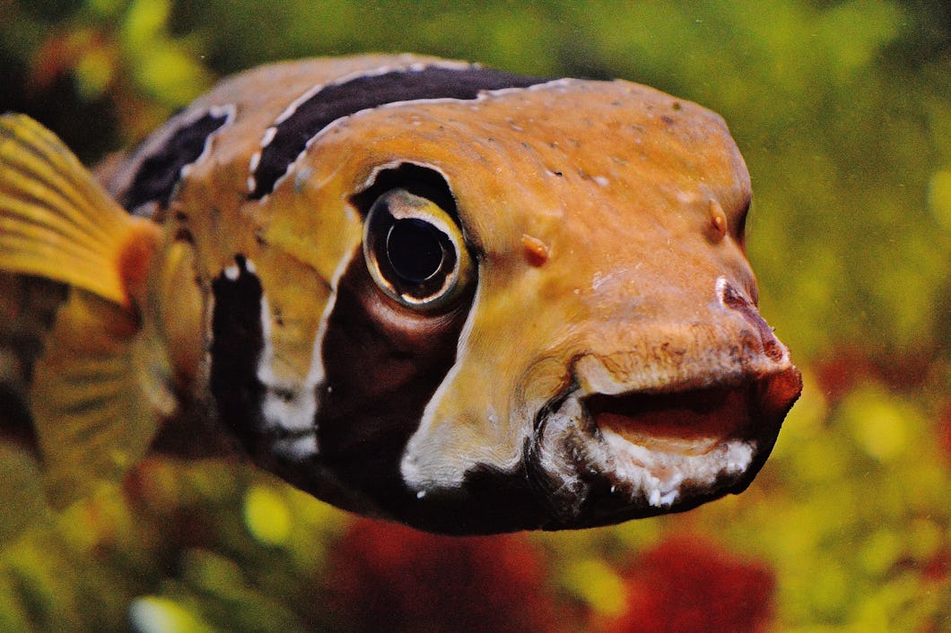 En orange-svart randig fisk i ett akvarium
