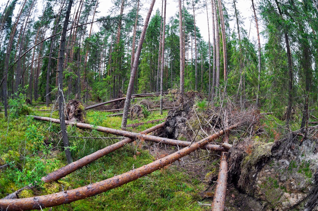 Fallna tallar i en skog