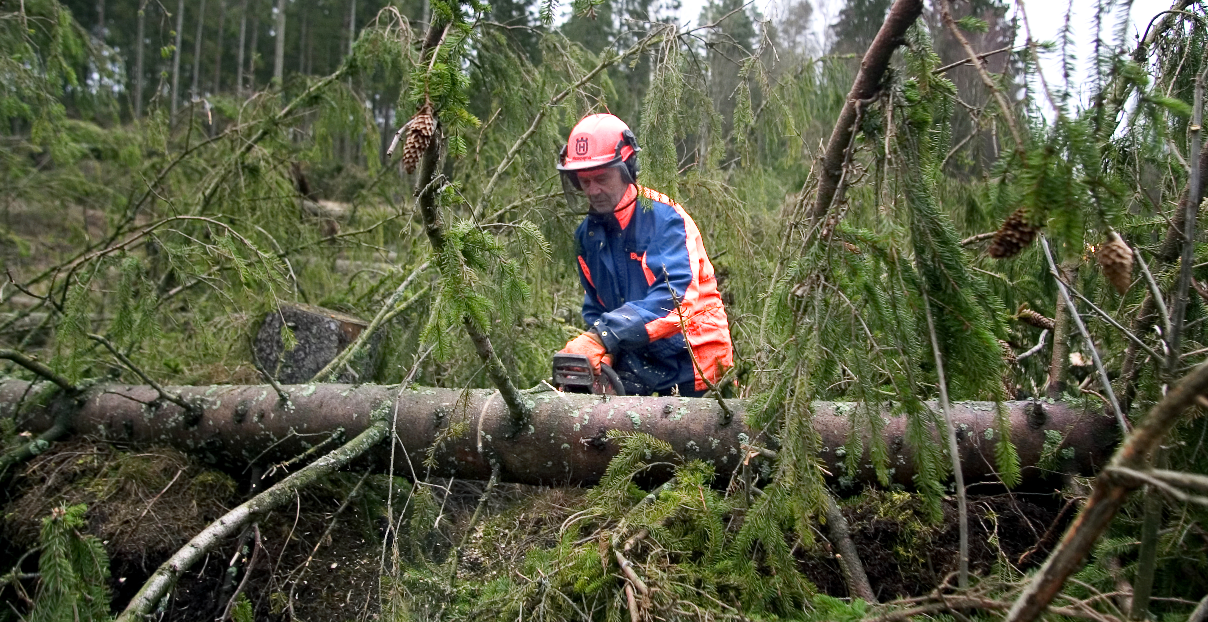 Skogsarbete Skogsbruk