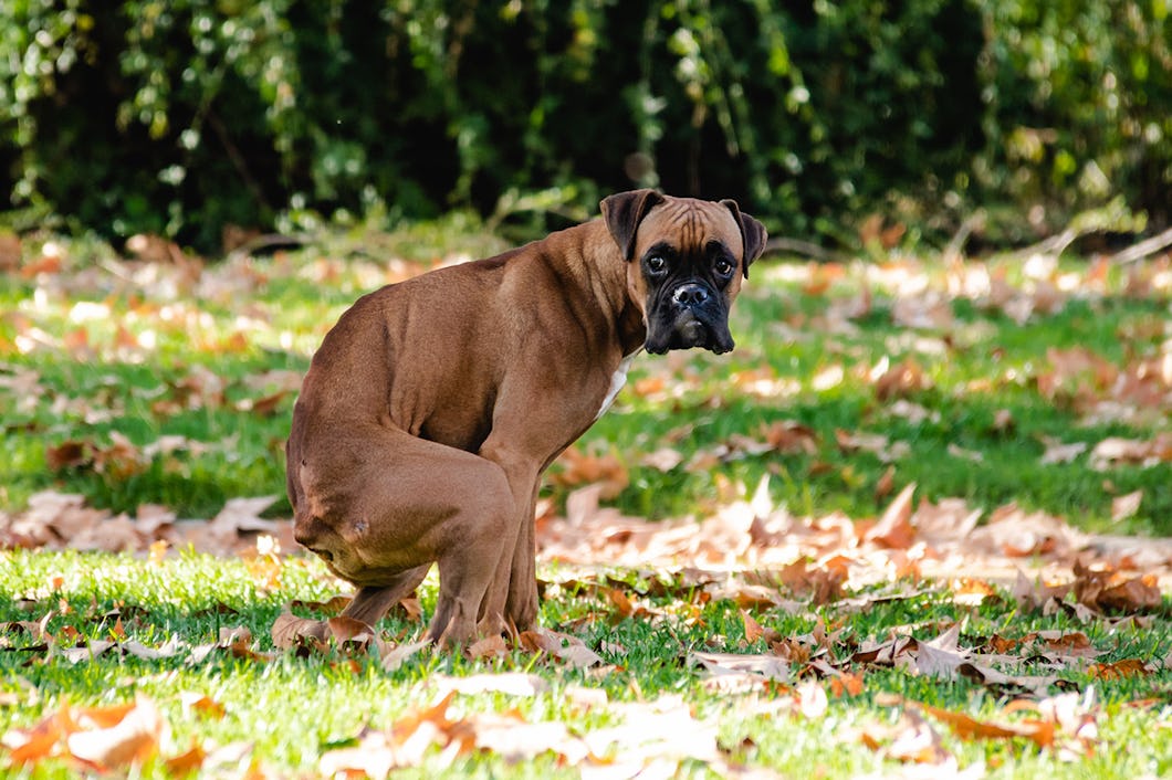 Hund i park (genrebild).