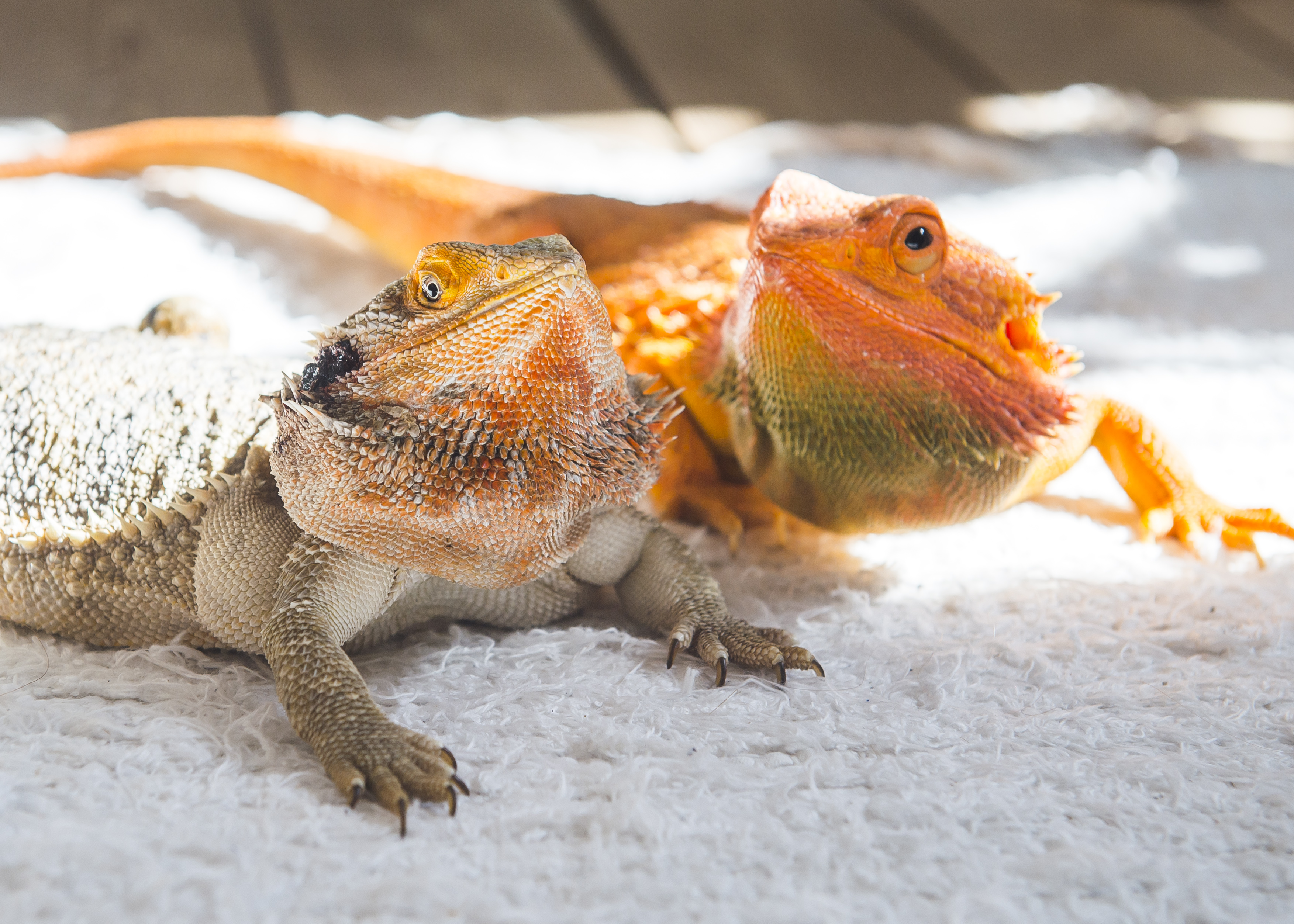 Två färglada ödlor, skäggagamer, på en matta.