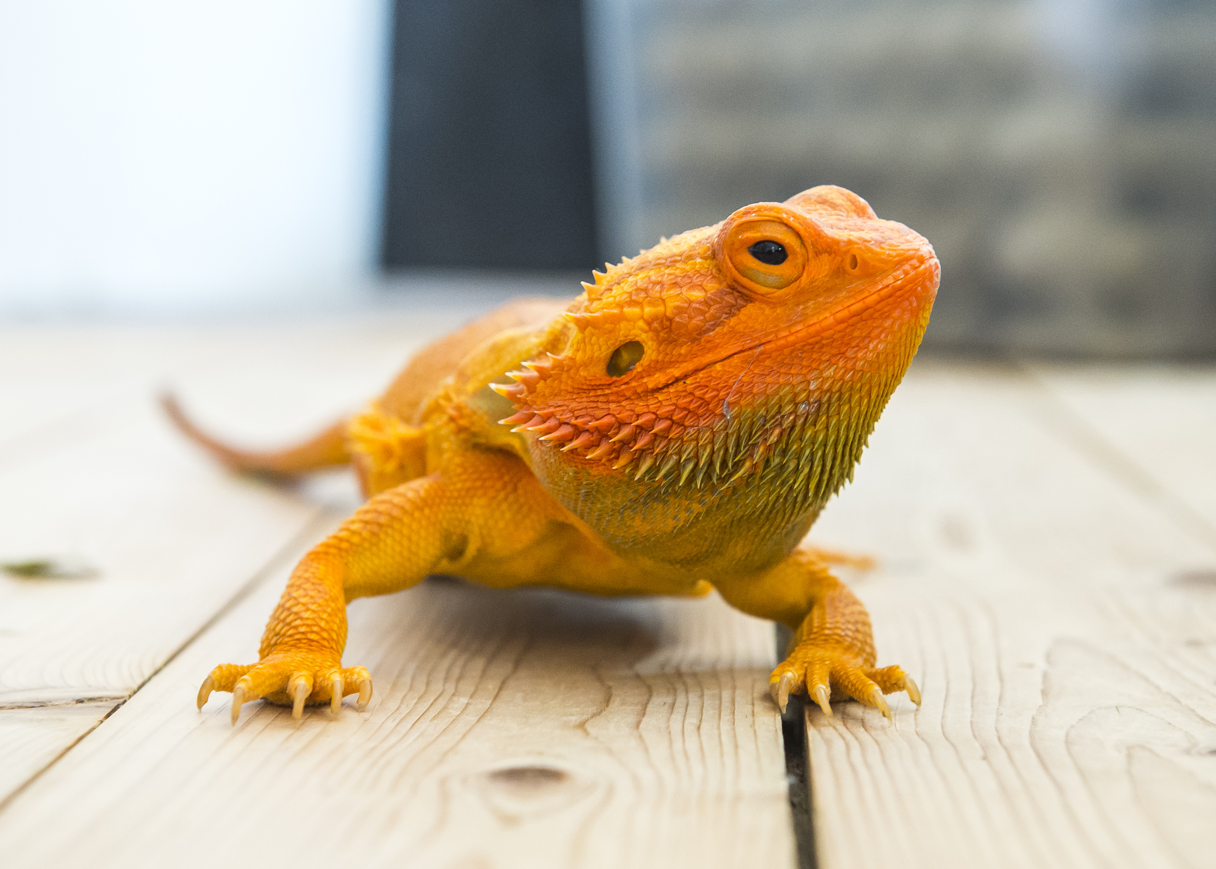 En ödla, en skäggagam, i orange på Britt-Inger Rydlands golv.