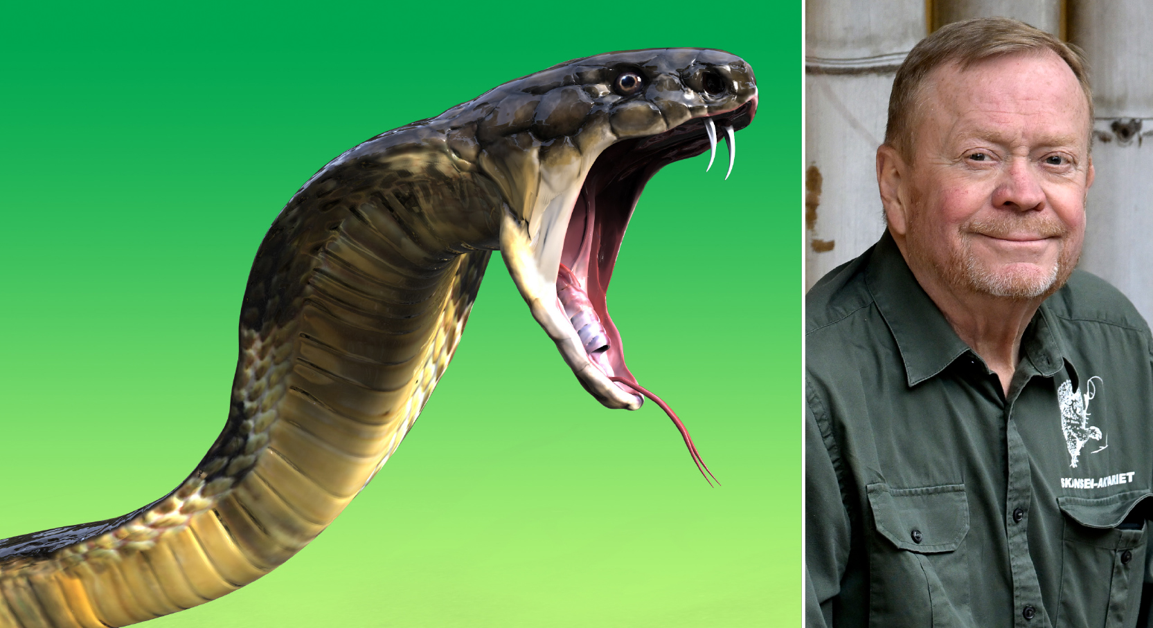 Jonas Wahlström om kungskobran Sir Väs