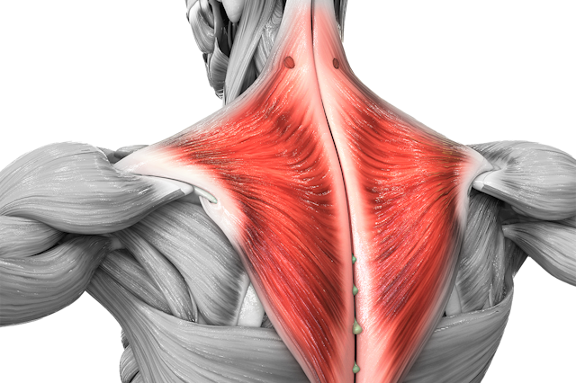 Illustrerad bild på musklerna på en människa, med trapezius rödmarkerad.