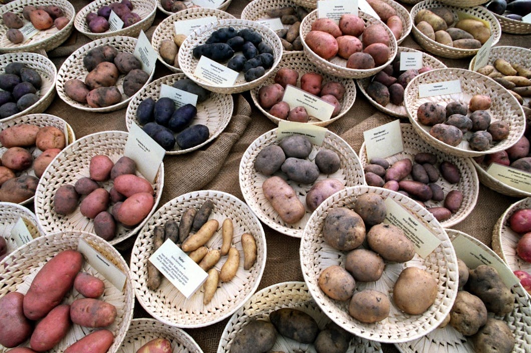 Potatis.