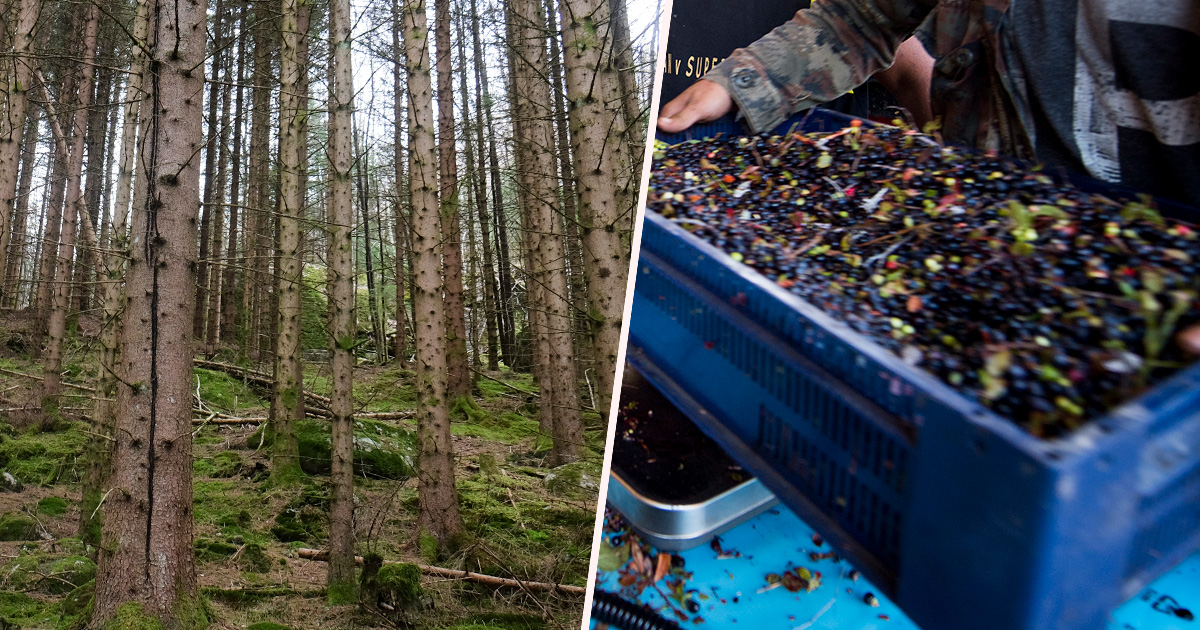 Svensk skog och anonym bärplockare