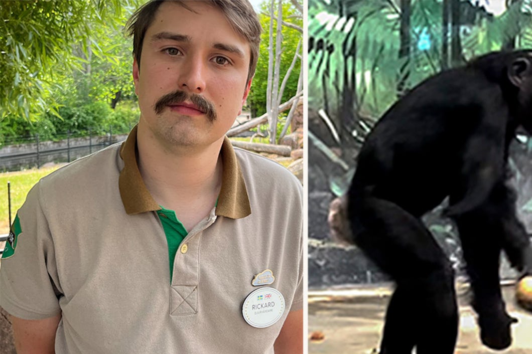 Splitbild på Rickard Beldt och schimpansen Selma som finns kvar på Furuviksparken