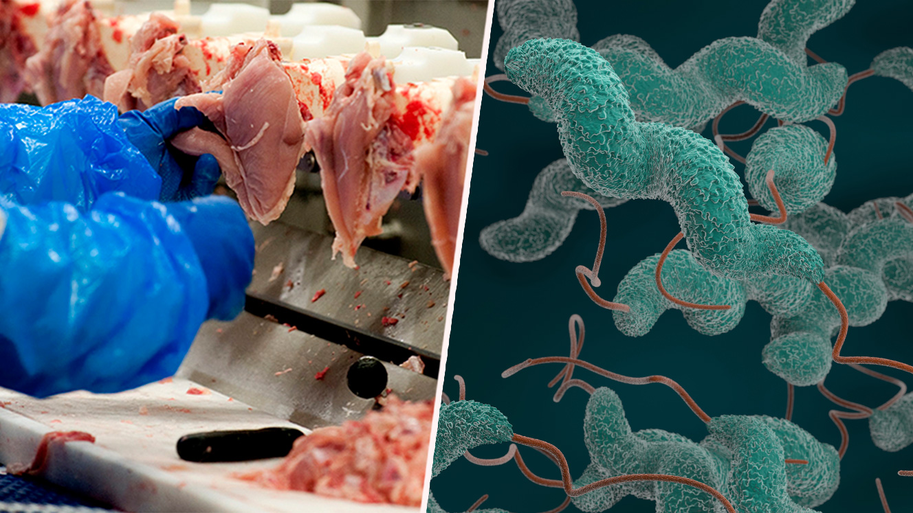 Medarbetare på Kronfågels slakteri och bild på campylobacter