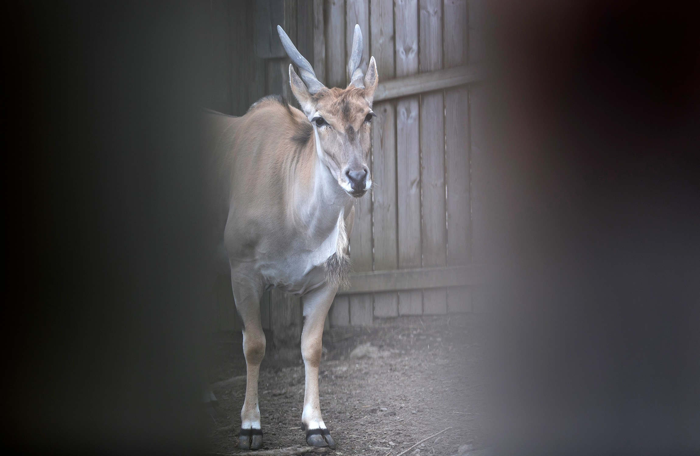 Den 58-årig man stångades ihjäl av en älgantilop.