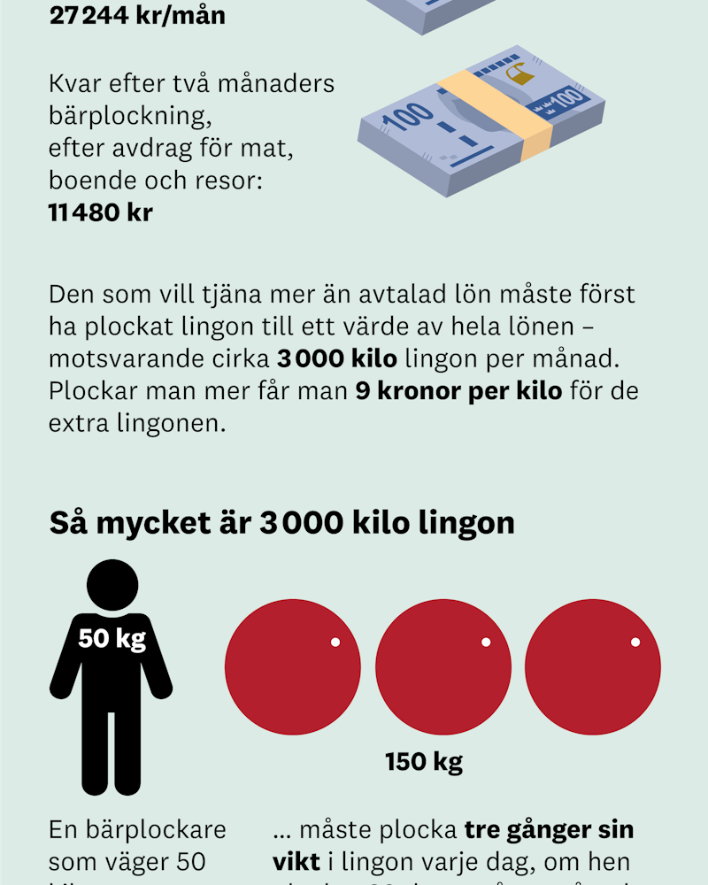 Grafik Så får bärplockarna lön. Lön inklusive semesterersättning 27244 kr/mån. Kvar efter två månader i Sverige, efter avdrag för mat, boende och resor: 11480 kr. Den som vill tjäna mer måste först ha plockat lingon till ett värde av hela lönen – motsvarande cirka 3 000 kilo lingon per månad. Plockar man mer får man 9 kronor per kilo för de extra lingonen.