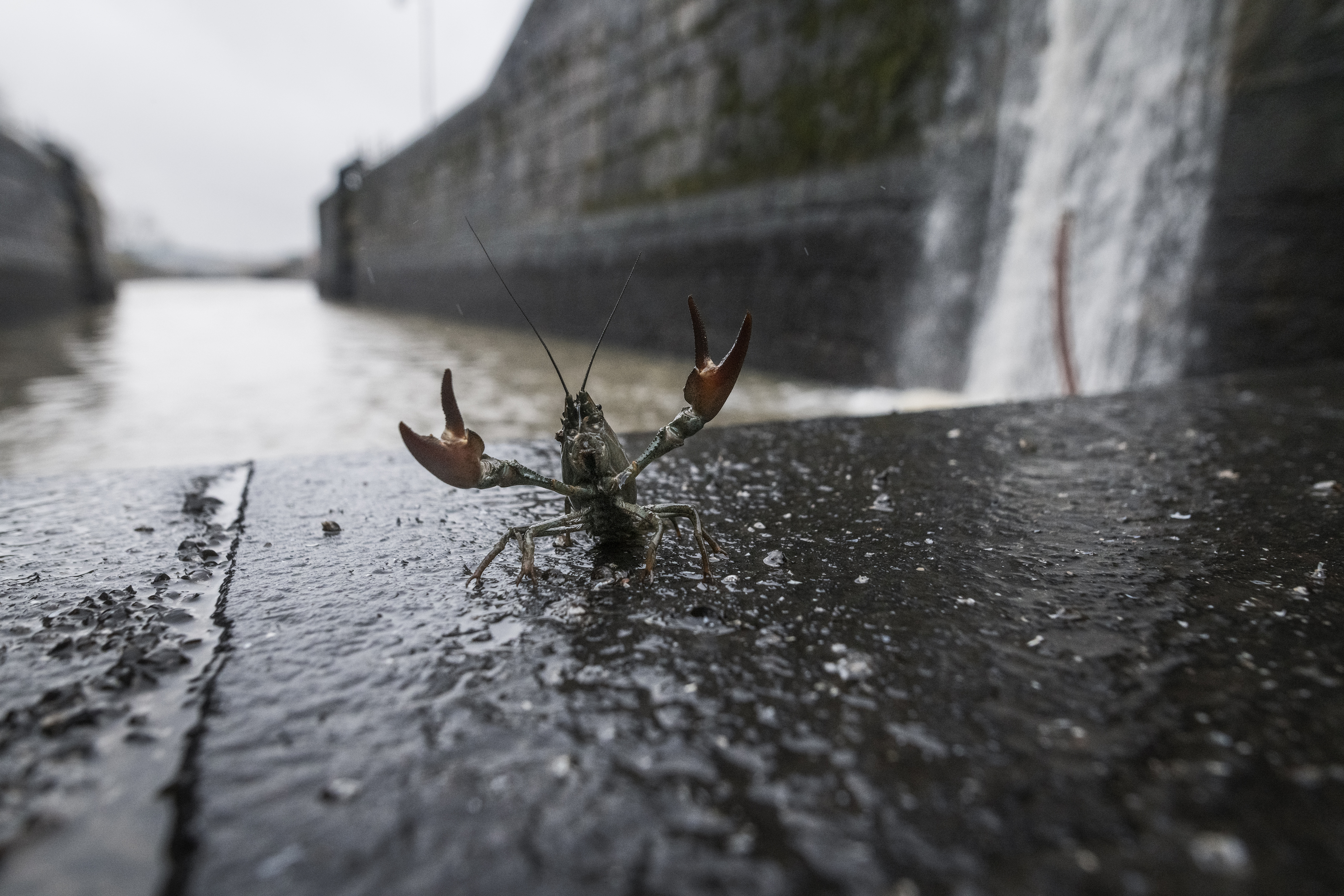 Bild på en kräfta som höjer klorna i luften.