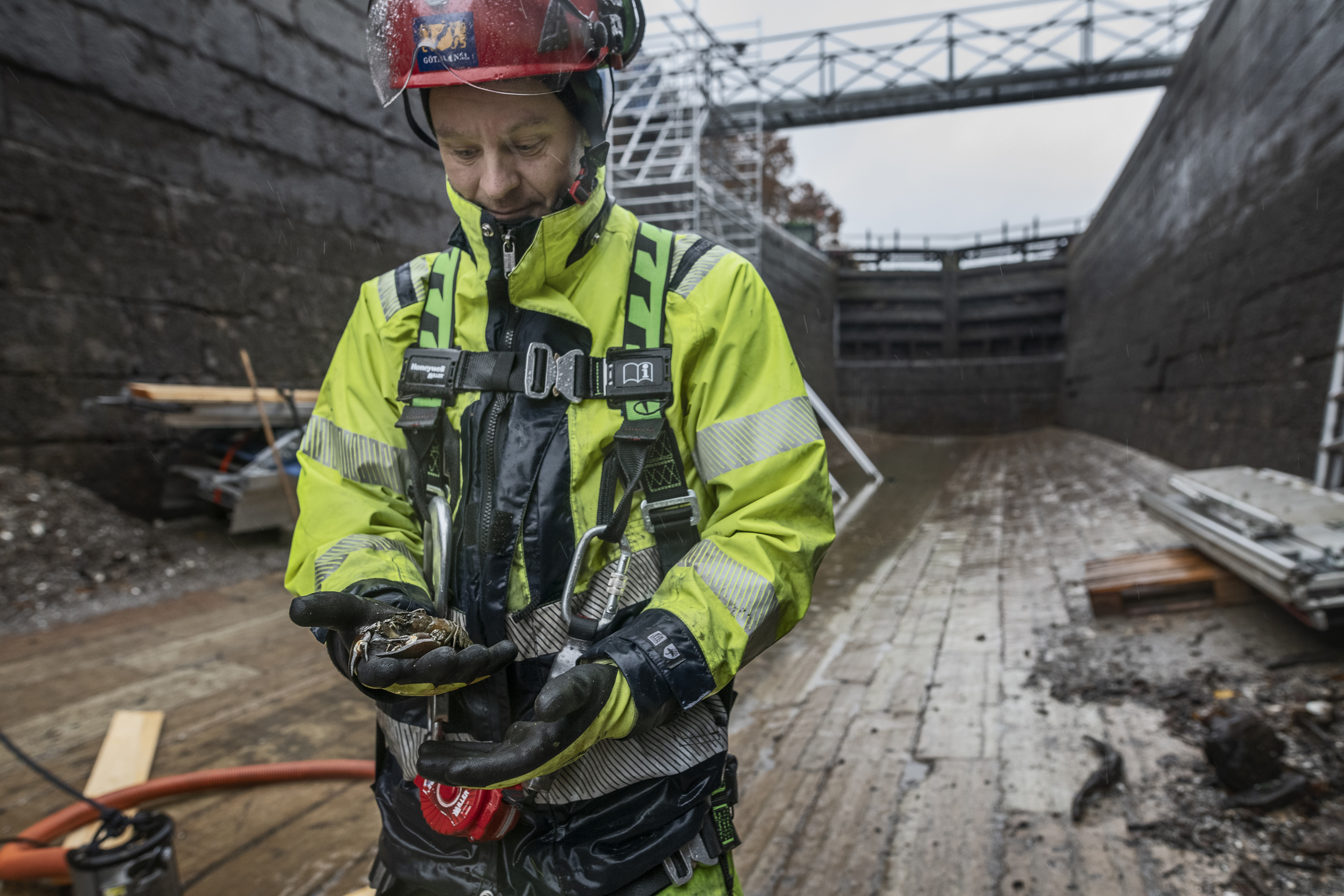 Arbetaren Gustav Andersén tittar ner på en kräfta han håller i händerna.