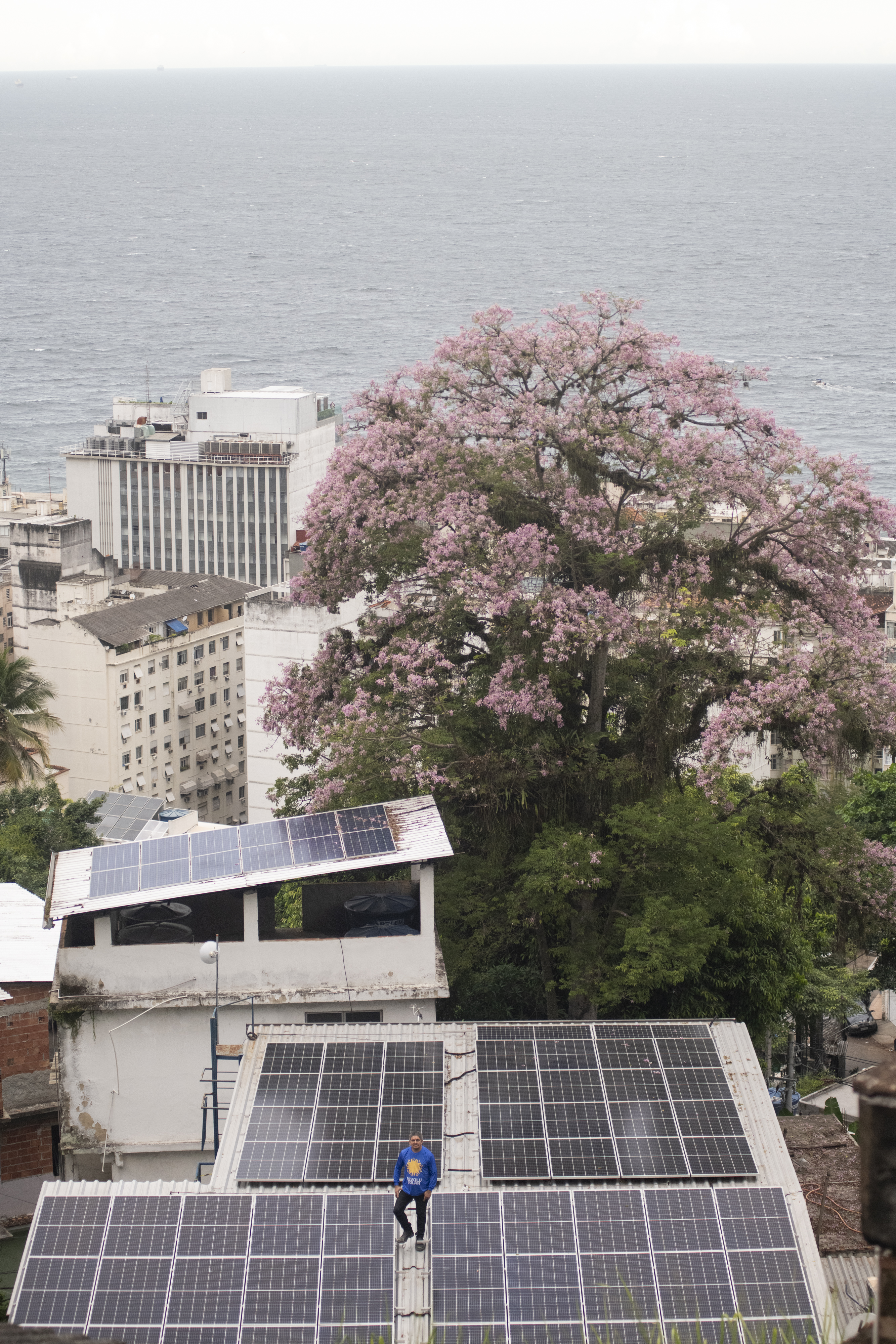 Person som går på ett tak med solpaneler med ett blommande träd i bakgrunden.