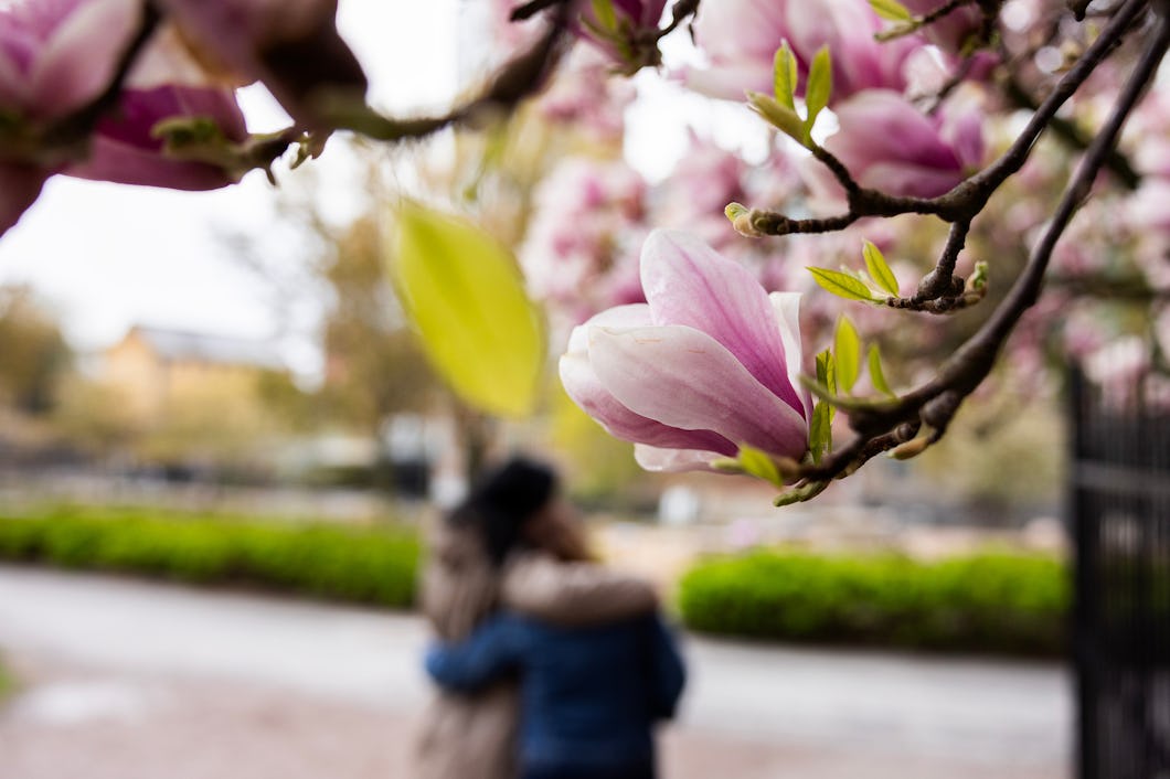 Närbild av en rosa magnoliablomma, med två personer som kramas i den suddiga bakgrunden i en park.