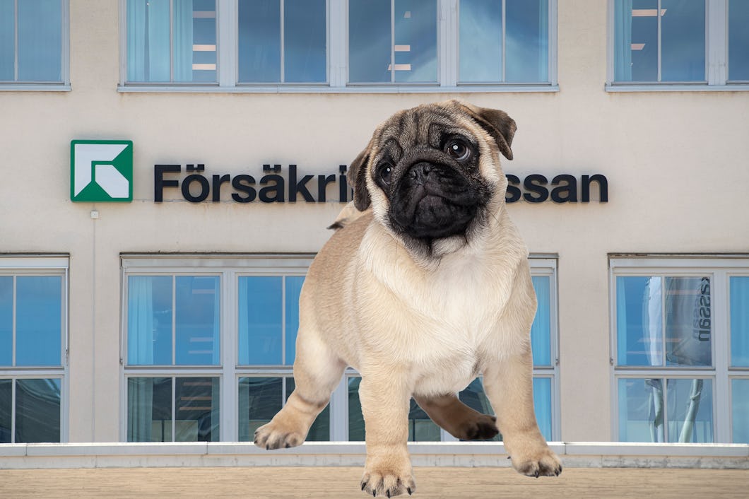 En mopsvalp står framför en byggnad med stora fönster som tillhör Forsäkringskassan.