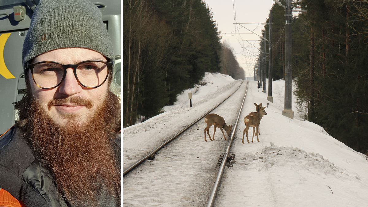 Delad bild med ett porträtt på Samuel Englund till vänster, och några rådjur som står vid ett snötäckt järnvägsspår till höger.