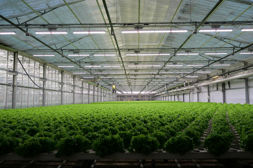 Inuti en stor växthus med rader av gröna plantor under ett glastak.