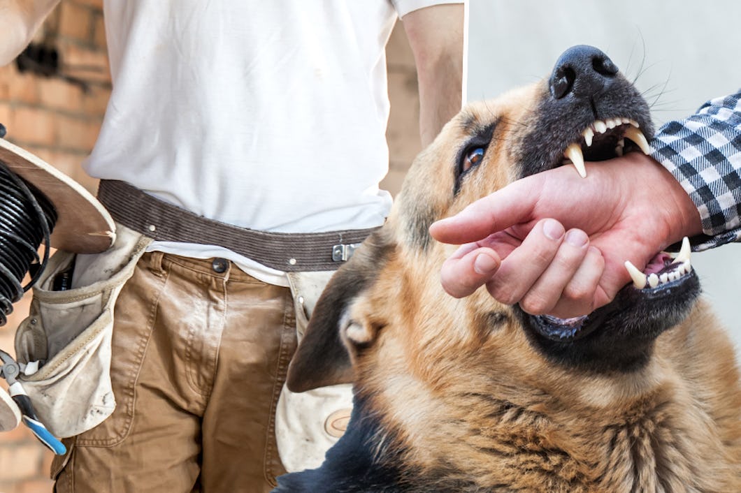 En schäferhund biter tag i en persons arm medan en annan person håller en kabelrulle i bakgrunden.