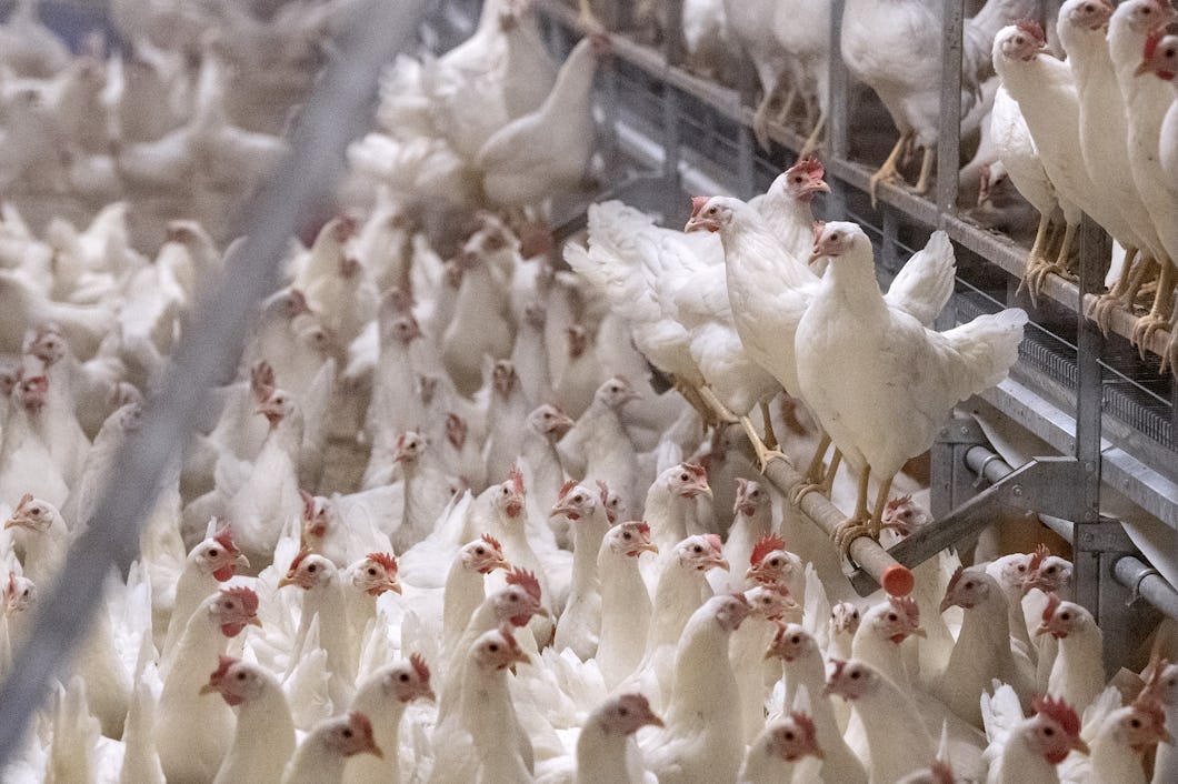 En grupp vita kycklingar står tillsammans inne i en anläggning för fjäderfäproduktion, och några sitter på metallstänger.