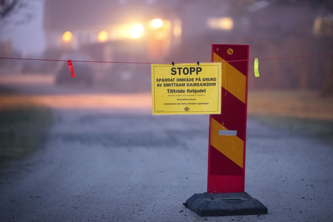 Ett svenskt varningsskylt om avspärrat område på grund av smittsam djursjukdom sitter fast på en barriär som blockerar en grusväg med dimma.