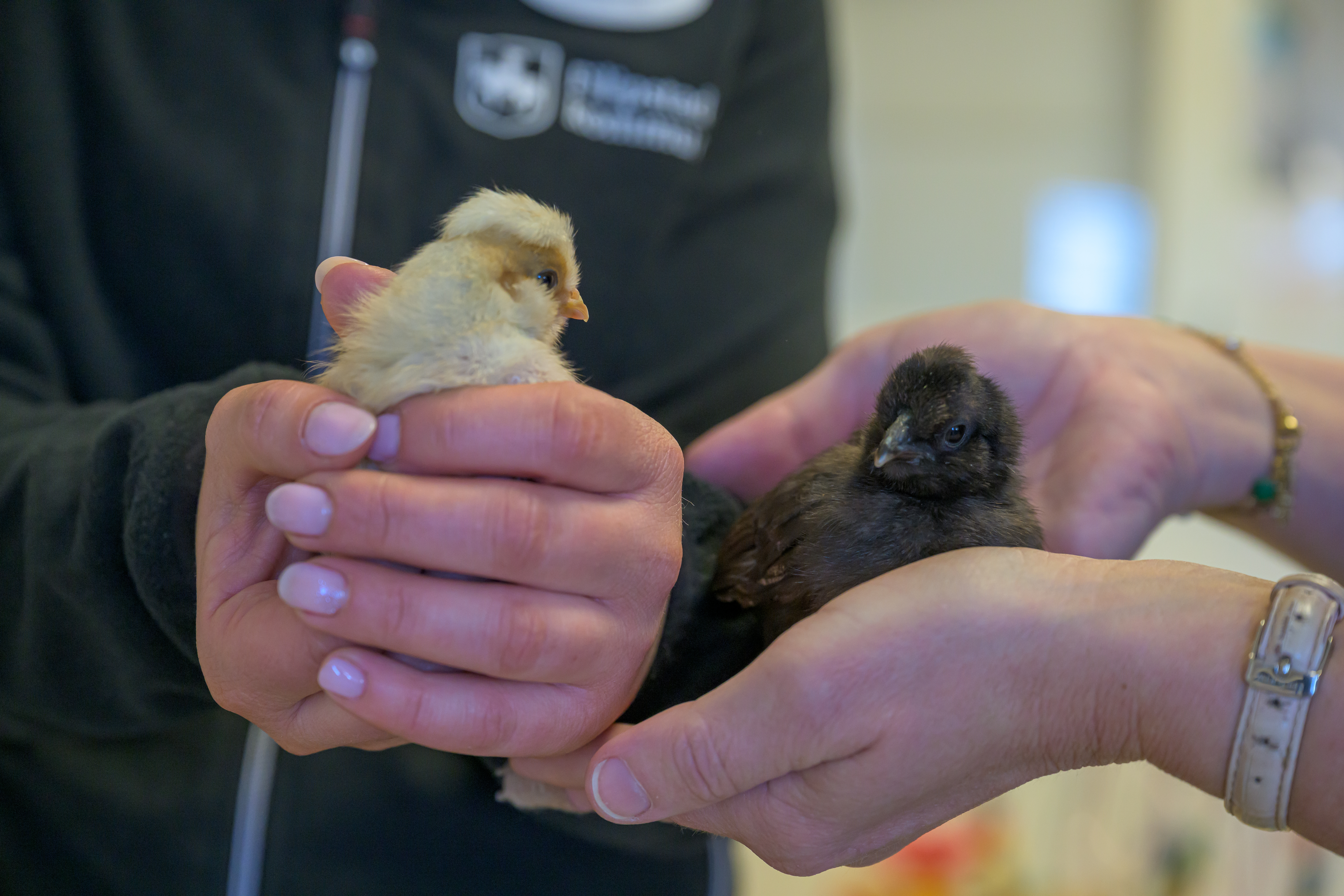 Två personer håller en gul kyckling och en brun kyckling i sina händer. Bakgrunden är suddig.