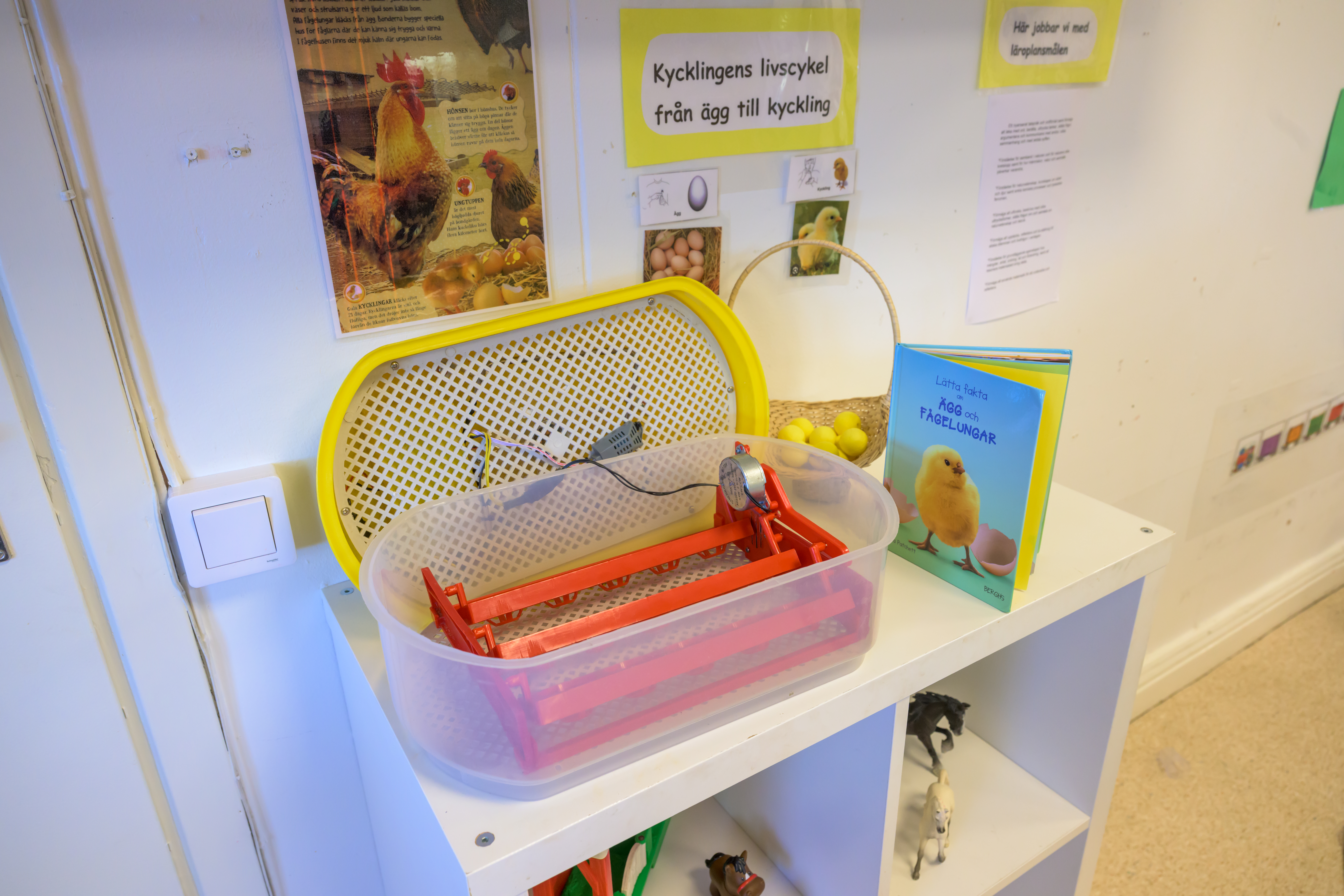 En äggkläckare med ägg står på en hylla under en affisch om hönans livscykel och en barnbok med en kyckling på omslaget.