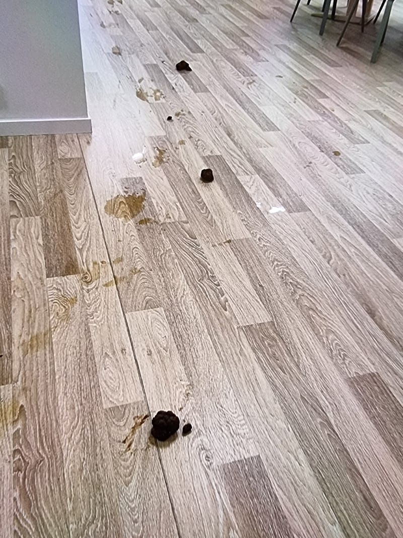 Avföring och urin ligger utspritt i ett spår på ett trägolv i ett rum där det finns bord och stolar.