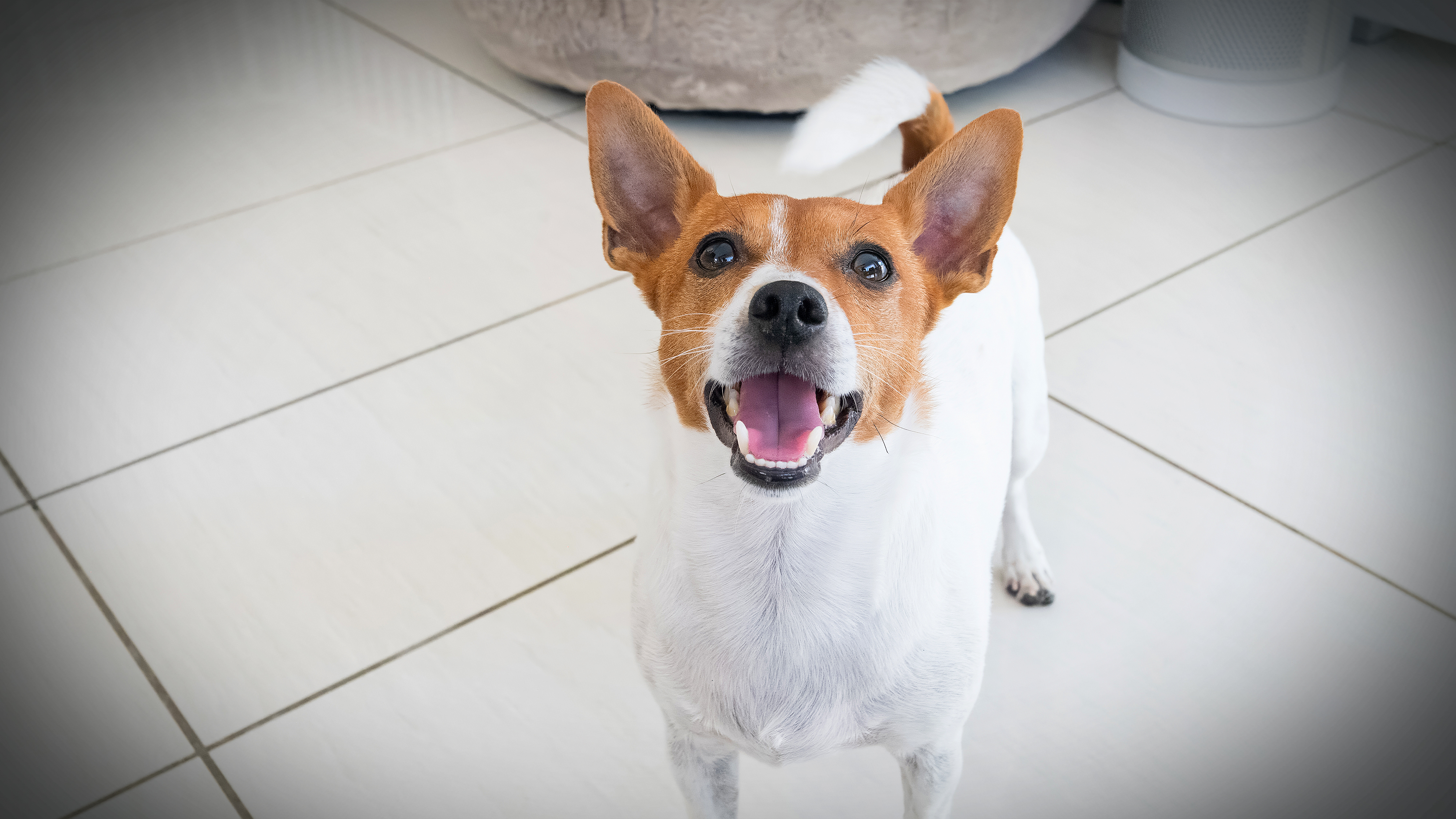 En hund står på ett golv med plattor och tittar upp med öppen mun och uppmärksamma öron.