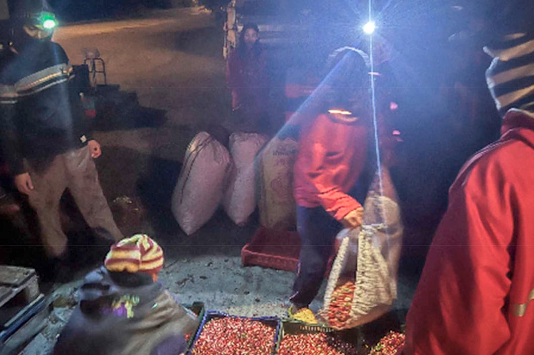 Flera personer med hattar och pannlampor sorterar och lägger röda bär i lådor och säckar utomhus på natten.