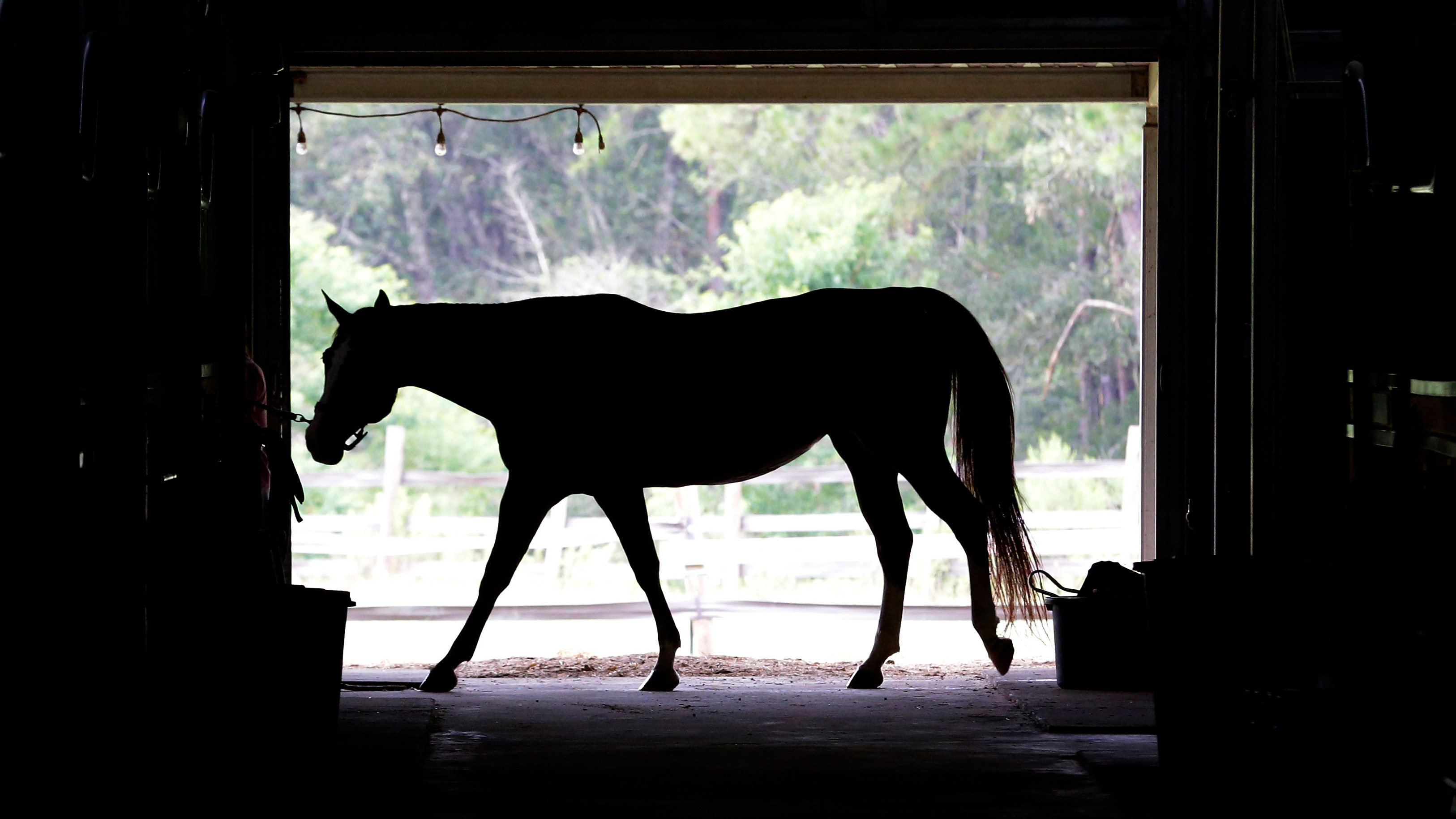 En häst går i en ladugårdsdörr, med träd och ett staket synliga utanför under dagen.
