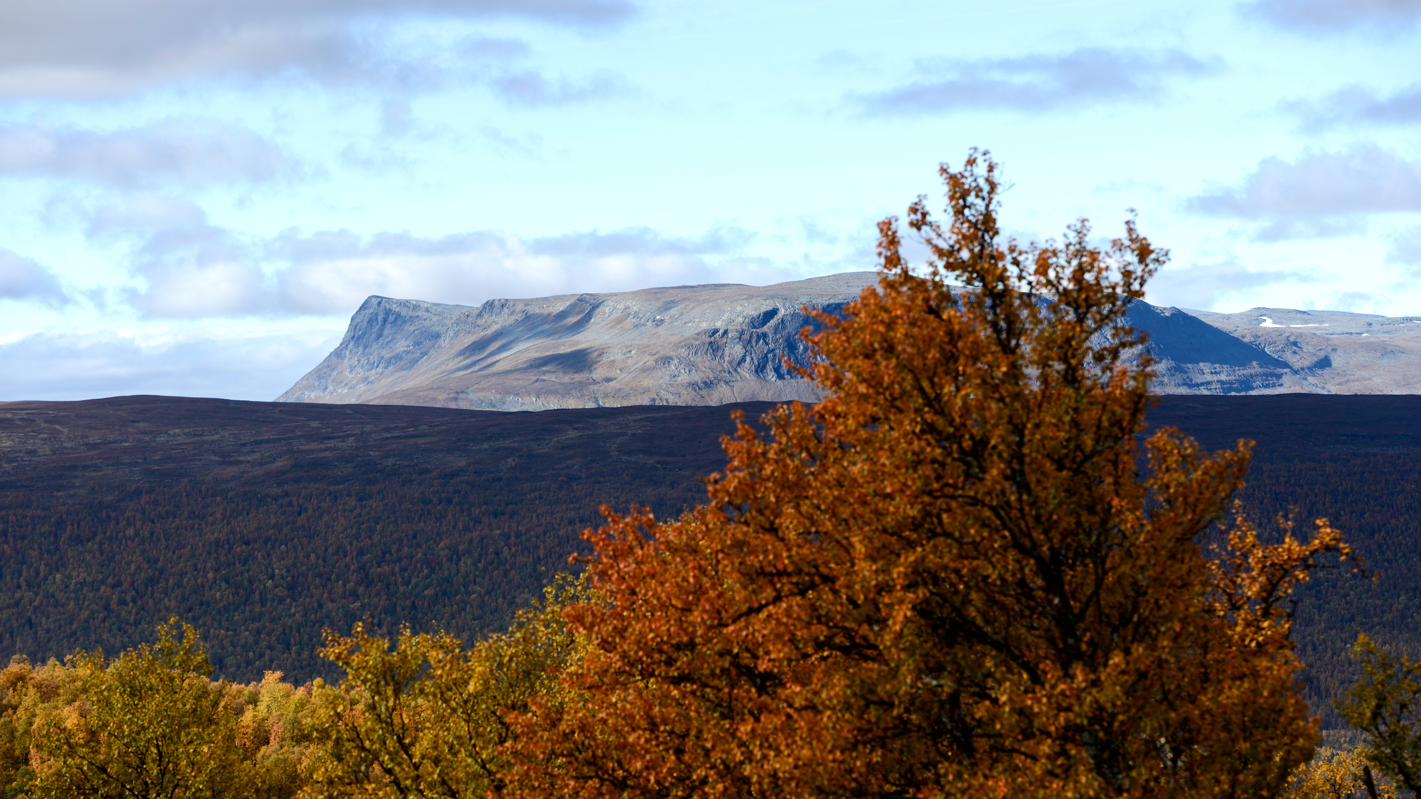 Ett landskap med ett träd med höstlöv i förgrunden och en bergskedja under en delvis molnig himmel i bakgrunden.