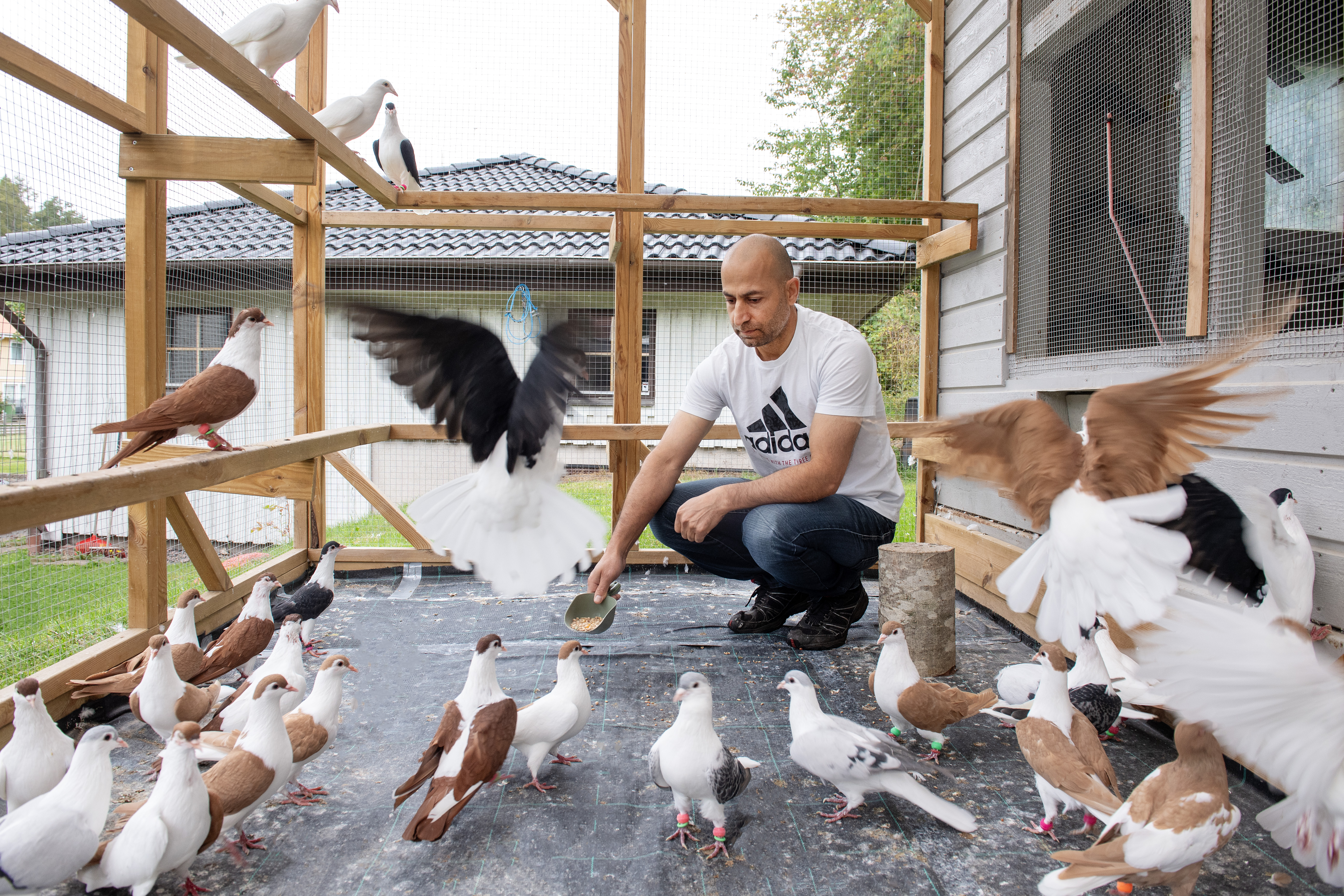 En man i Adidas-t-shirt hukar i en trävoljär, omgiven av duvor. Några flyger och andra står på marken.