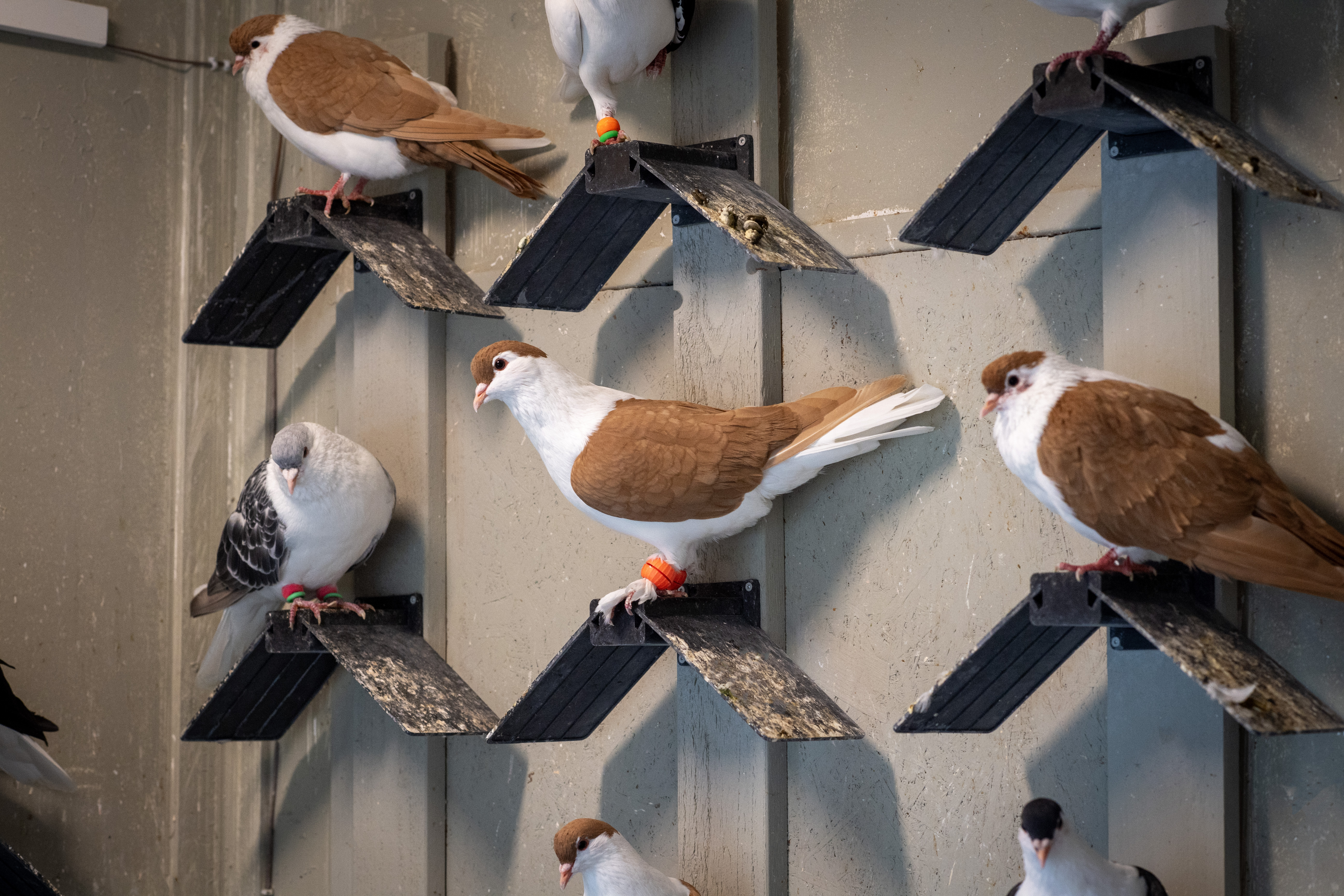 Flera duvor i olika färger, bland annat bruna och vita, sitter på svarta snedställda hyllor som är fastsatta på en beige vägg.