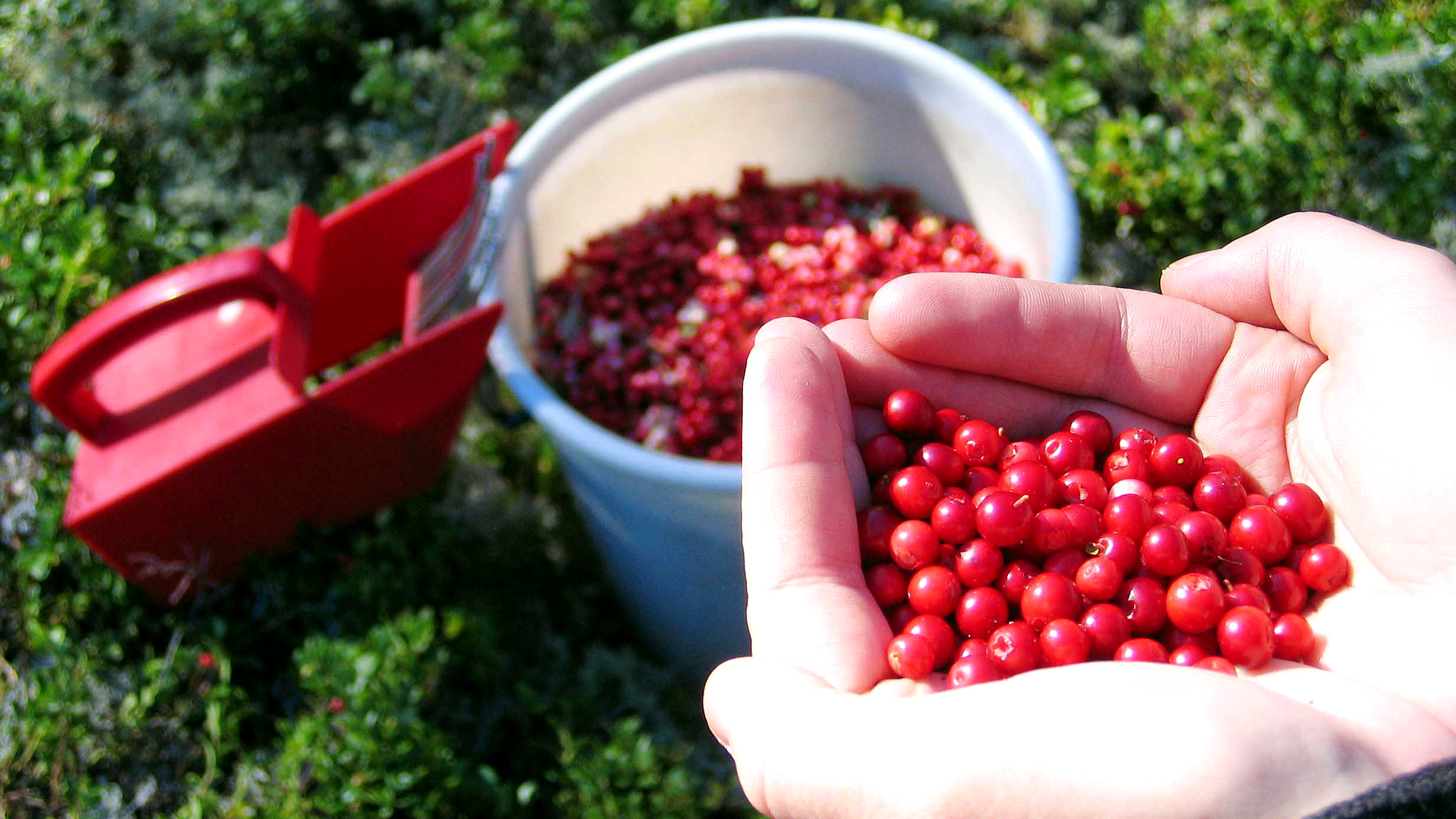 Händer håller nyplockade röda bär över en hink med fler bär, bredvid ligger ett bärplockarverktyg på gräset.