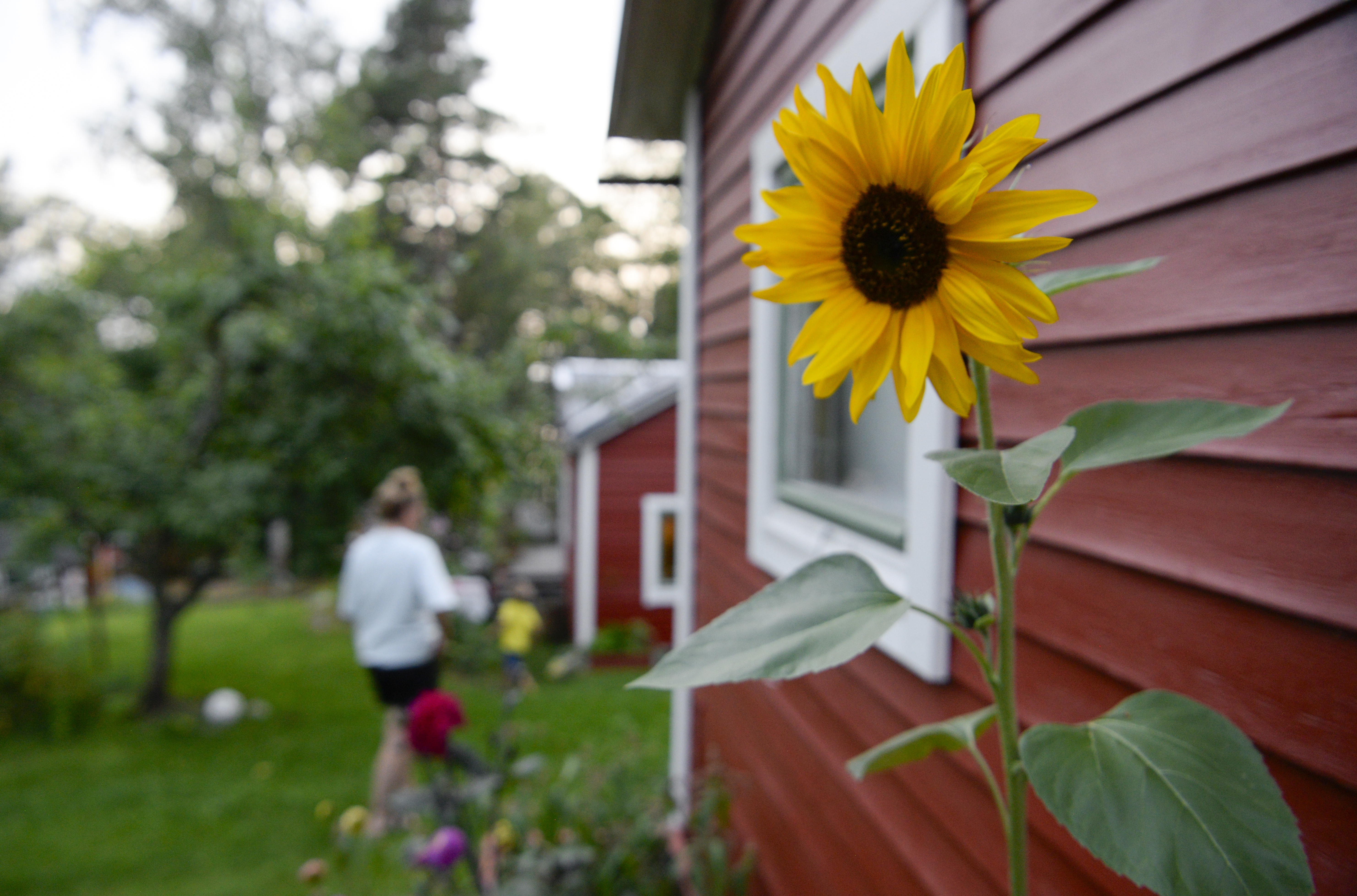 En solros och lekande familj i en sommarstugeträdgård.