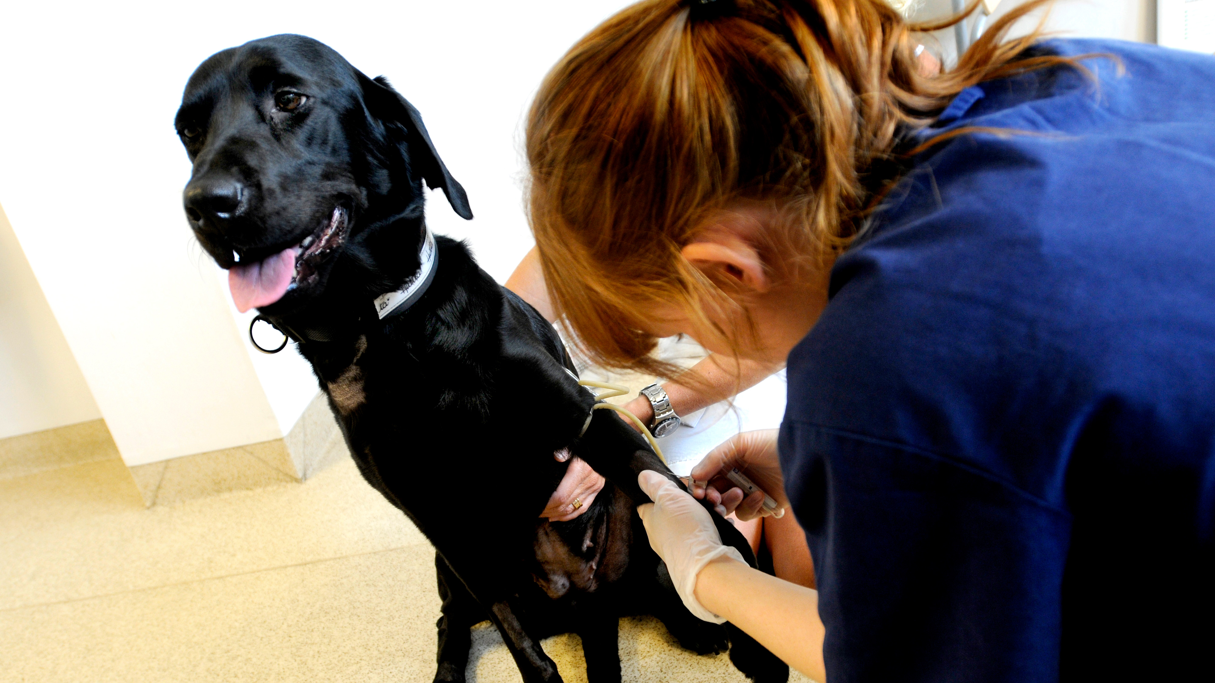 En veterinär ger en injektion till en svart hund som sitter på golvet i ett rum med bra belysning.