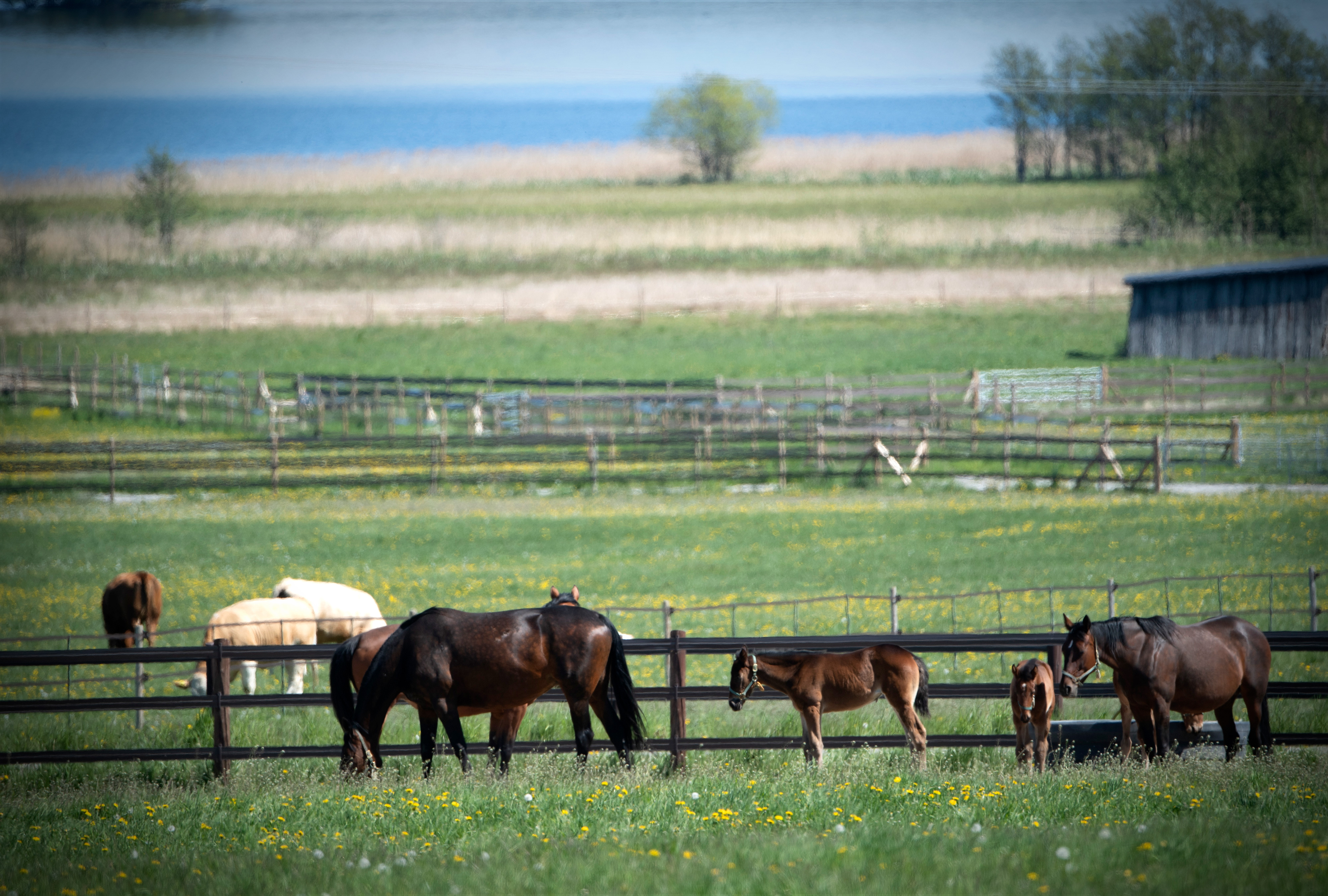 Flera hästar och föl betar i en inhägnad hage, med en ladugård och en sjö i bakgrunden.