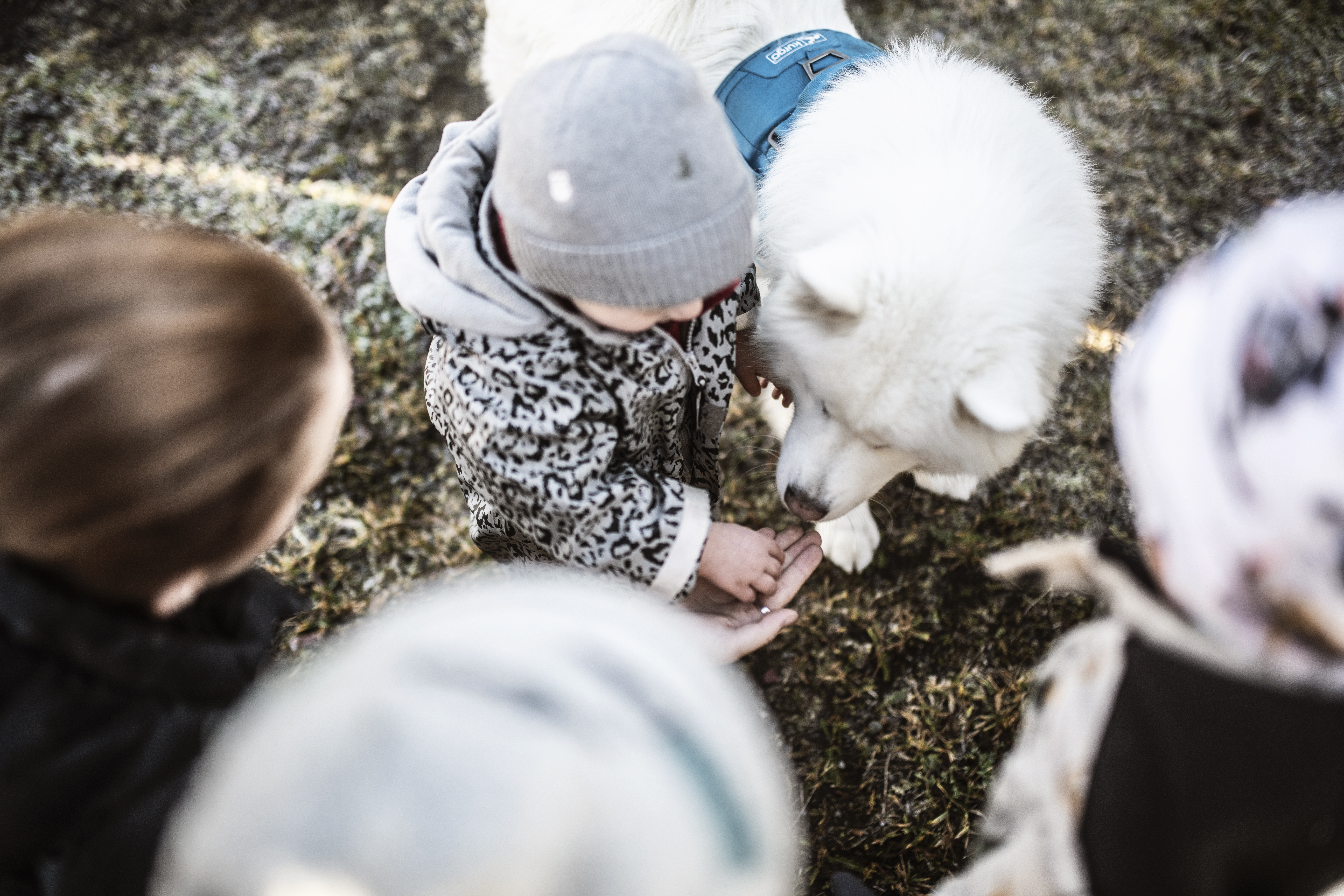Ett barn med grå hatt matar en vit hund med blå sele medan andra barn tittar på, utomhus på gräs.