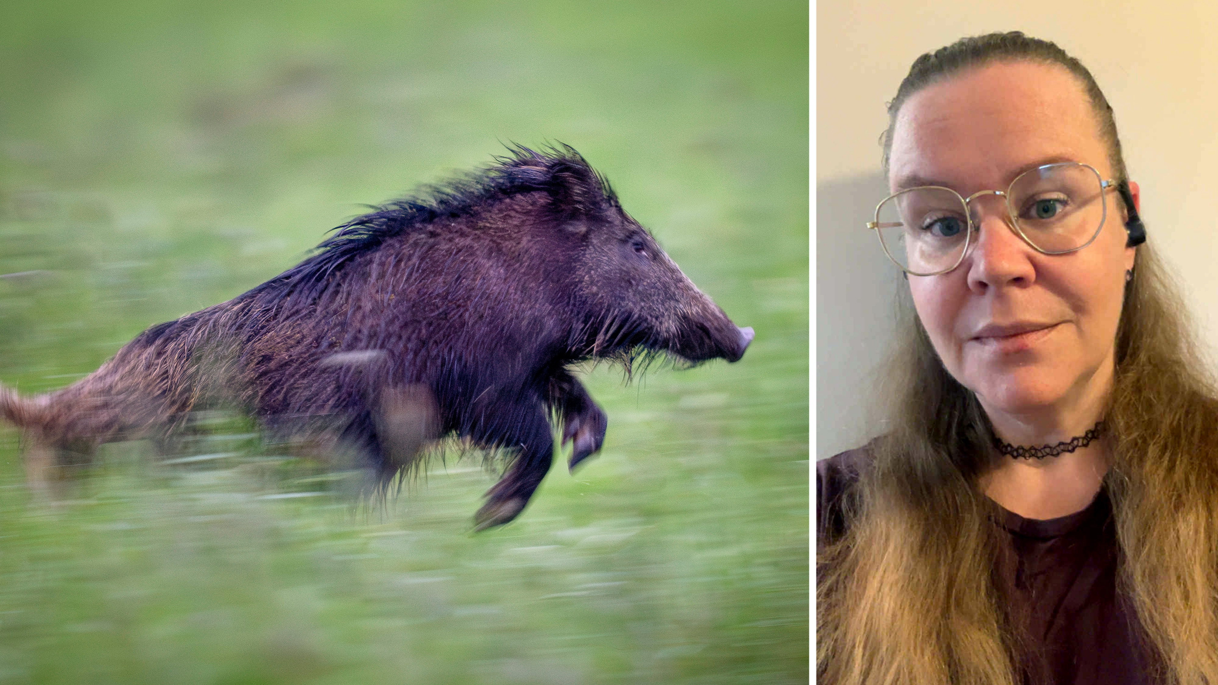 Till vänster syns ett vildsvin som springer i gräs; till höger ser en person med glasögon och långt hår mot kameran.