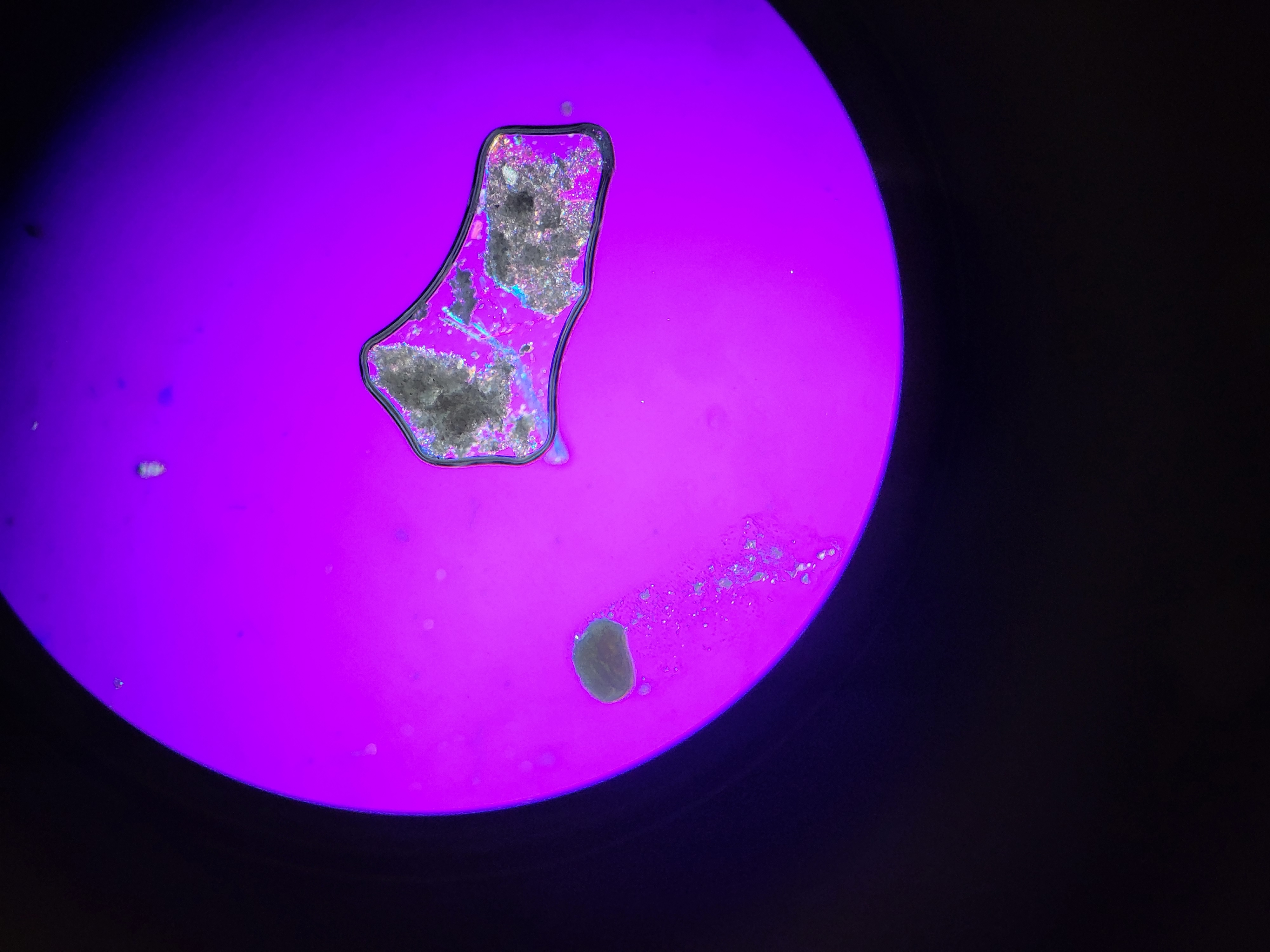Två organismer eller partiklar under mikroskop på lila bakgrund, en större och oregelbunden, en mindre och rund.