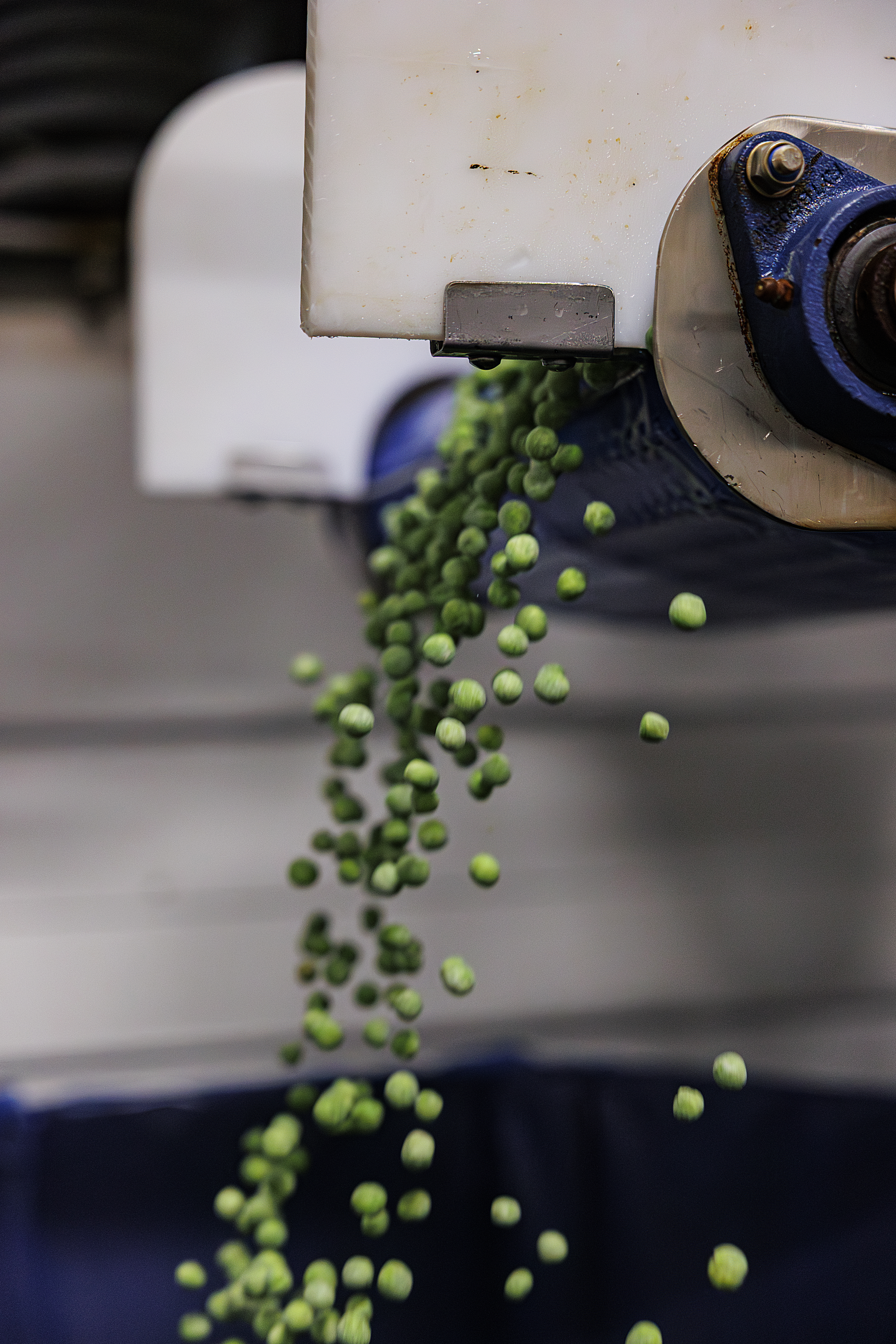 Gröna ärtor faller från en maskin.